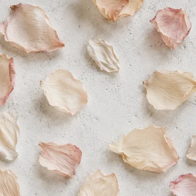 Dried Flower Petals on White Texture
