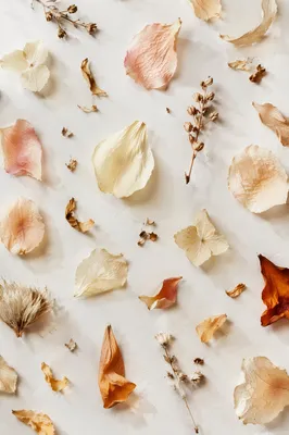 Dried Flower Petals on White Background