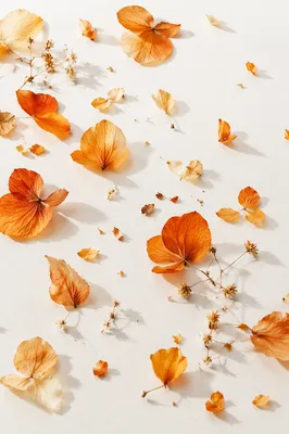 Dried Amber Petals on White Background