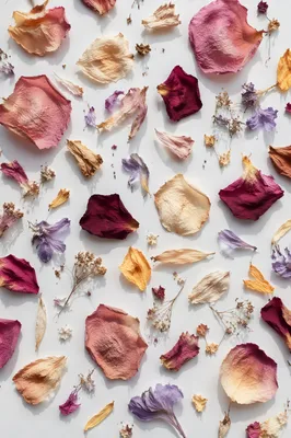 Dried Flower Petals on White Background