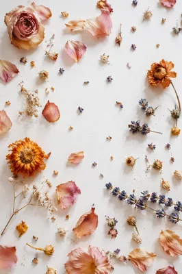 Dried Flower Petals on White Background