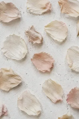 Dried Flower Petals on White Background