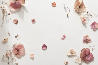 Dried Flower Petals on White Background