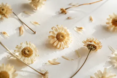 Dried Petals on White Botanical Background