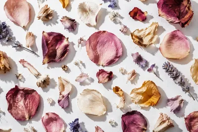 Dried Flower Petals on White Background