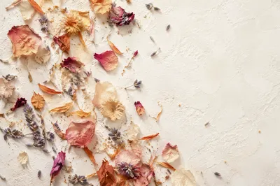 Dried Flower Petals on White Background