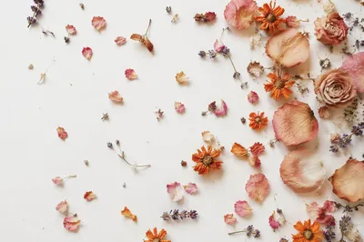 Dried Flower Petals on White Background