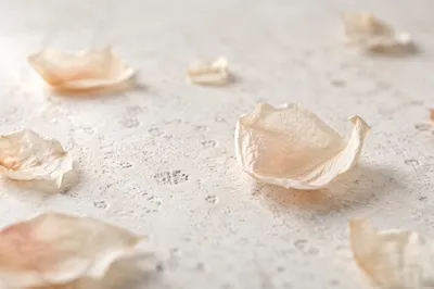 Dried Flower Petals on White Stone