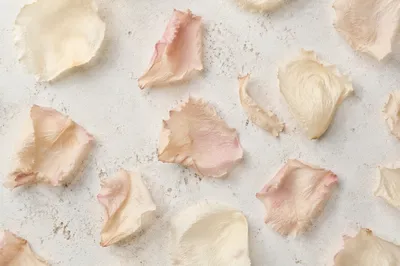Dried Flower Petals on White Background