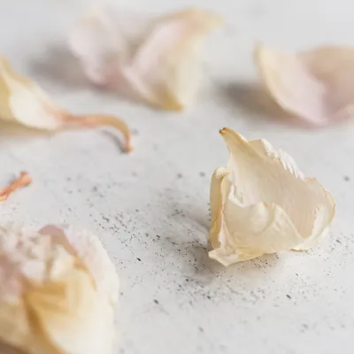 Dried Flower Petals on White Stone