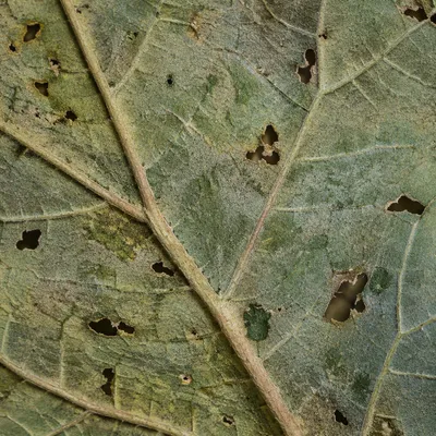 Aged Green Leaf Veins Macro Texture