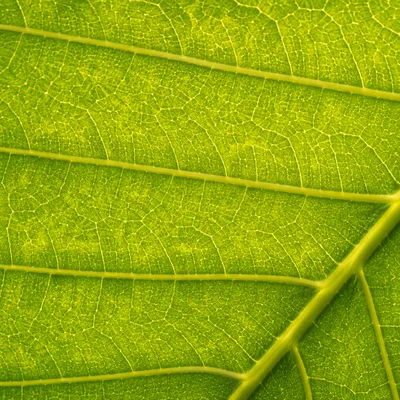 Glowing Green Leaf Vein Macro Texture