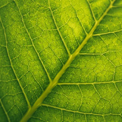Macro Green Leaf Veins Background