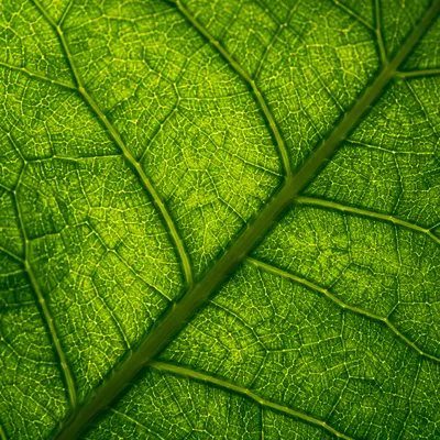 Backlit Green Leaf Vein Macro Texture