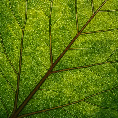 Backlit Green Leaf Veins Macro Texture