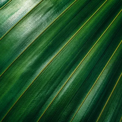 Emerald Leaf Veins Macro Texture