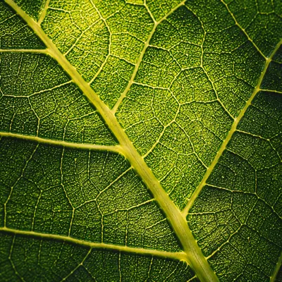 Macro Green Leaf Veins Texture