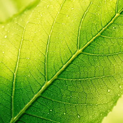Backlit Green Leaf Veins Macro Background