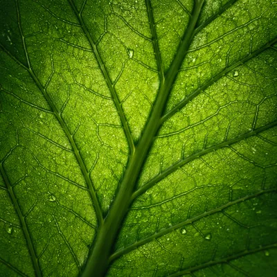 Luminous Green Leaf Vein Macro Background