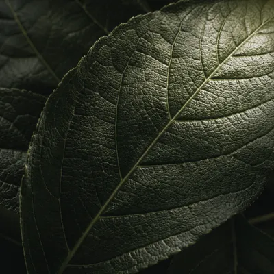 Deep Green Leaf Veins Macro Background