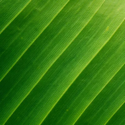 Fresh Green Leaf Veins Macro Background