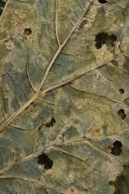 Aged Green Leaf Veins Macro Texture