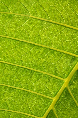 Glowing Green Leaf Veins Macro Texture