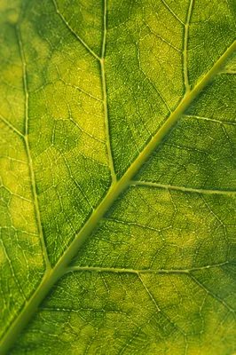 Fresh Green Leaf Veins Macro Texture