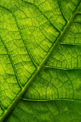 Macro Green Leaf Veins Texture