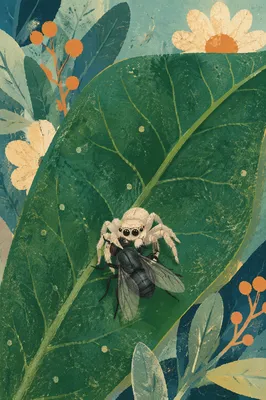 Pale Jumping Spider on Green Leaf