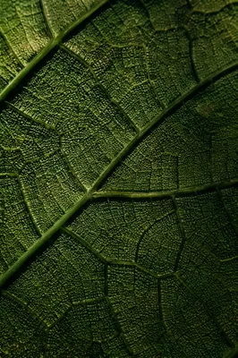 Macro Green Leaf Veins Texture Background