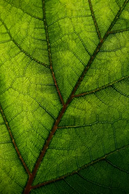 Translucent Green Leaf Veins Macro Background