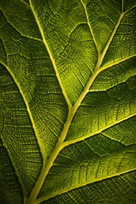 Macro Green Leaf Veins Background