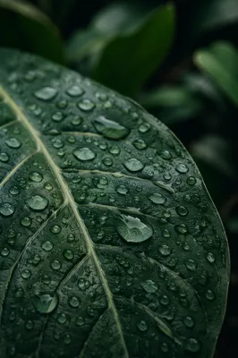 Rain Droplets on Deep Green Leaf Veins