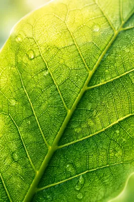 Backlit Green Leaf Veins Macro Background