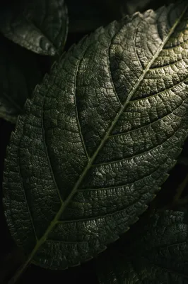 Deep Green Leaf Veins Macro Background