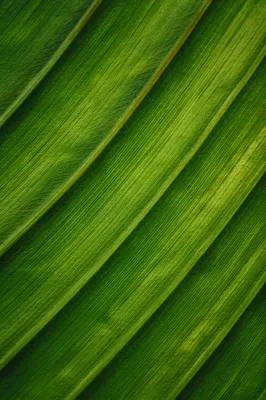 Fresh Green Leaf Veins Macro Background