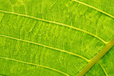 Glowing Green Leaf Vein Macro Texture