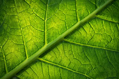 Macro Green Leaf Veins Texture Background