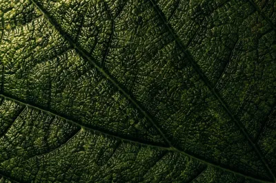 Green Leaf Vein Macro Texture Background