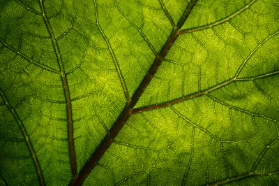 Backlit Green Leaf Vein Texture