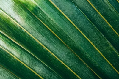 Macro Green Leaf Veins Texture Background