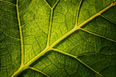 Macro Green Leaf Veins Natural Texture
