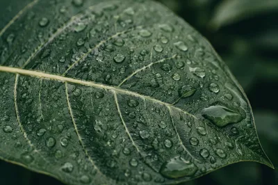 Rain Droplets on Deep Green Leaf