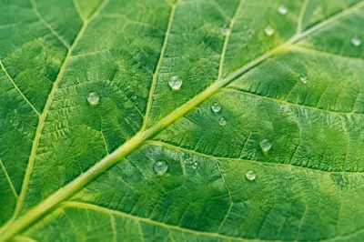 Fresh Green Leaf Veins Macro Background