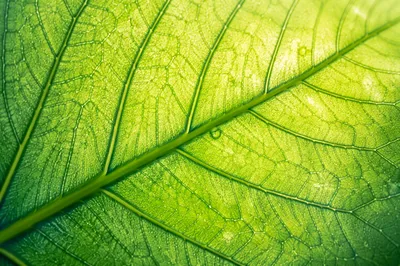 Backlit Green Leaf Veins Macro Background