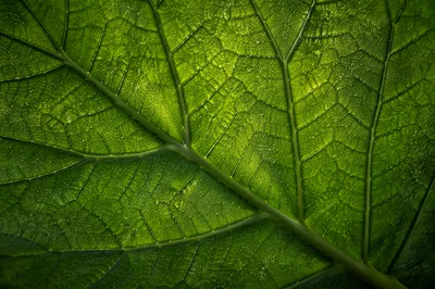Luminous Green Leaf Veins Macro Background