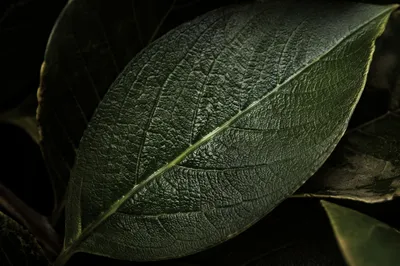 Deep Green Leaf Veins Macro Background