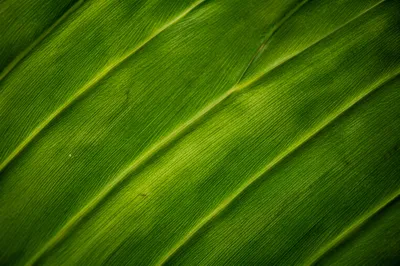 Fresh Green Leaf Vein Macro Background