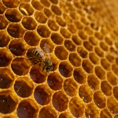 Golden Honeycomb Texture with Honeybee